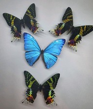 Real Butterfly Collection x 4