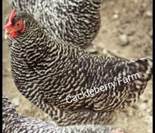12 Plymouth Barred Rock