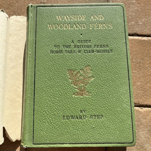 Wayside woodland ferns by - woodland,