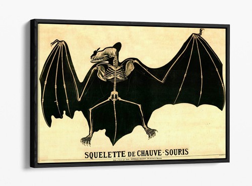 Vintage bat skeleton - vintage,