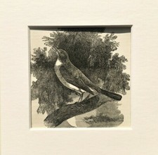 NIGHTINGALE WARBLER Bird Print