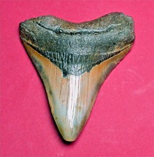 Excellent Carcharodon Megalodon tooth.