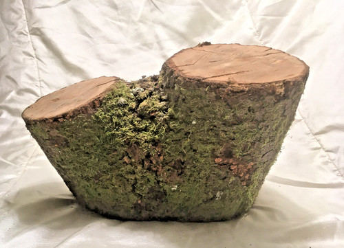 Holm oak wood log - wood,