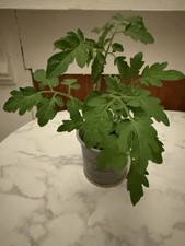 Cherry Tomato  Golden Blush 25- 30cm Tall 2 Pots