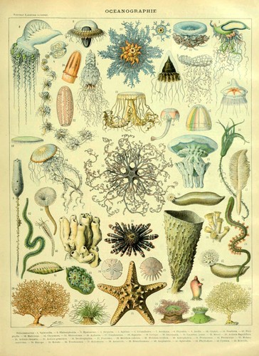 Jellyfish identification - a3/a4,