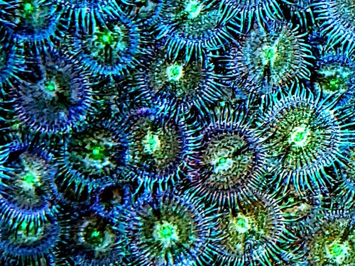 Live corals death paly morph - live,