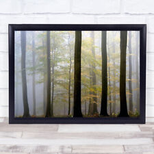 In Between Trees Trunks Tall High Leaf Leaves Big Forest Wall Art Print