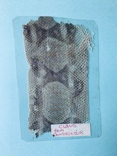 VTG Snake Skin Sample – Claus Boa Constrictor – Handwritten Label, Curio/Exuvia
