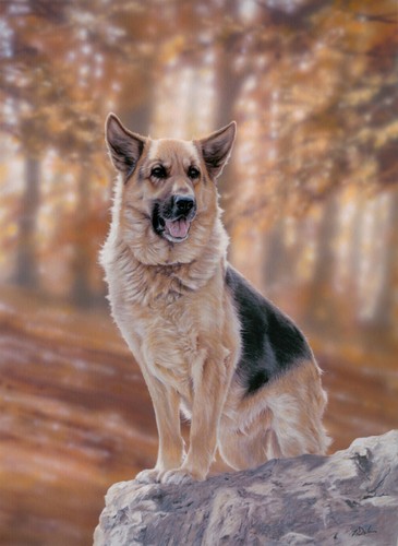 Alsatian german shepherd - shepherd, dog