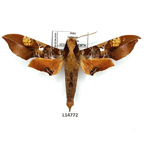 Sphingidae callionima innus - sphingidae,,