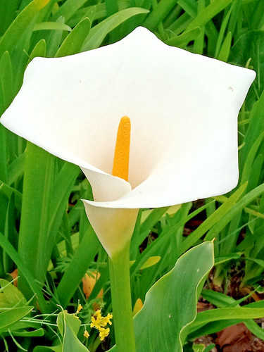 White calla lily rooted - lily,