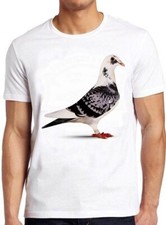 Homing pigeon pet - pet, peagon
