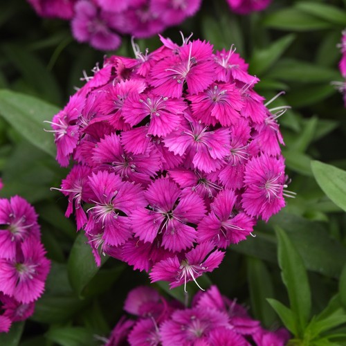 Dianthus dart purple fragrant - dianthus,