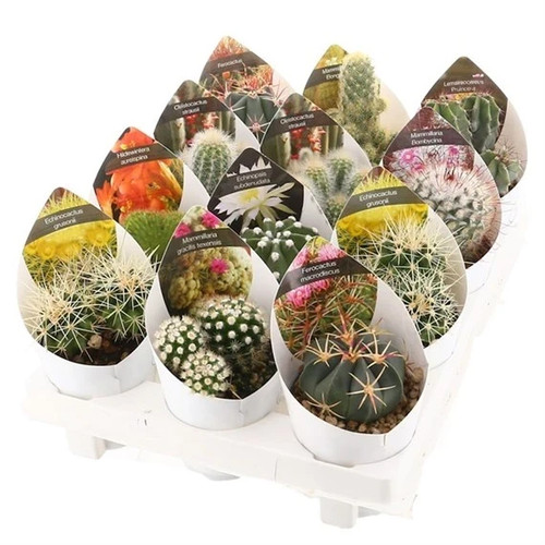 Cacti houseplant mix 3 x - houseplant,
