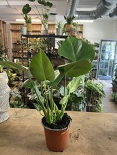 Swiss Cheese Plant House Plant