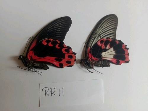 Papilio rumanzovia pair a1 - pair,,