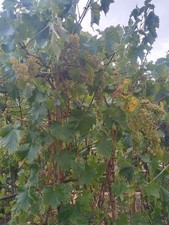 Mature, well developed vine