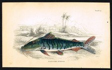 Silver Characin – 1841