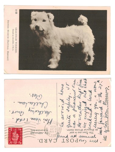 Vintage postcard sealyham - -,