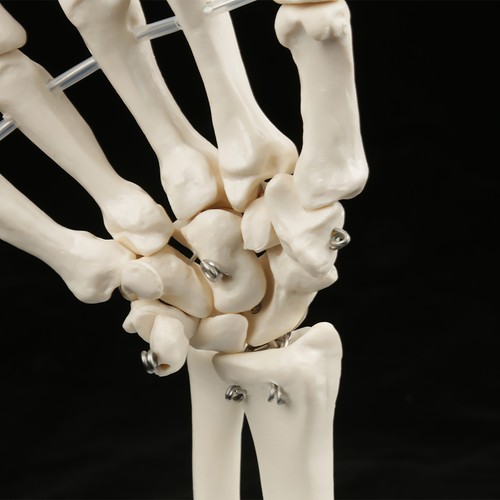 Medical anatomical life - medical,