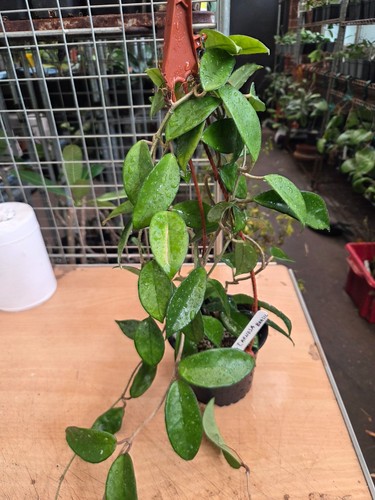 Hoya carnosa brasil rare - brasil,,