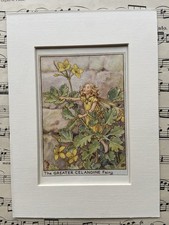 ‘Greater Celandine’