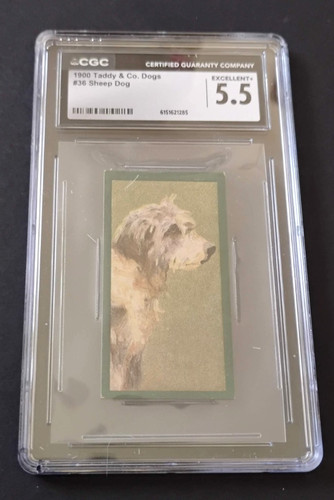 1900 taddy dogs 36 - taddy,