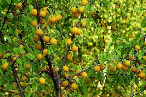 Patio dwarf oullins - dwarf,