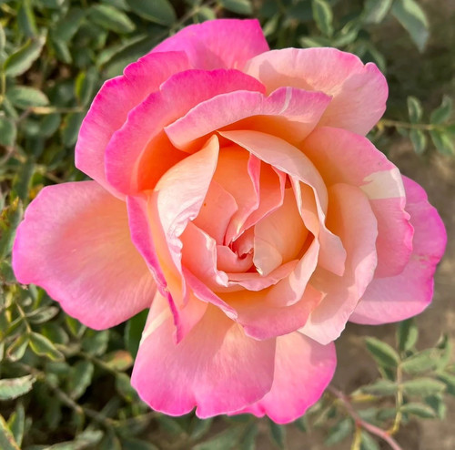 Chicago peace hybrid tea - chicago,