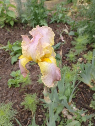 Iris germanica chantilly 1 - iris, chantilly.