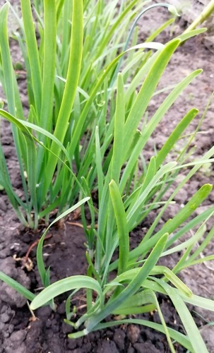 Perennial chinese garlic - 20,