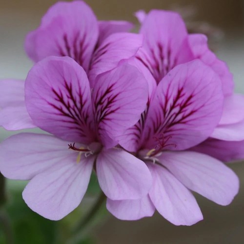 Scented pelargonium cola - cola, large