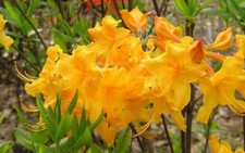 APPALACHIAN GOLD~Aromi Azalea