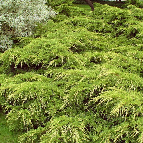 Juniperus pfitzeriana aurea - pfitzeriana,