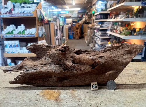 Medium natural bogwood - natural,