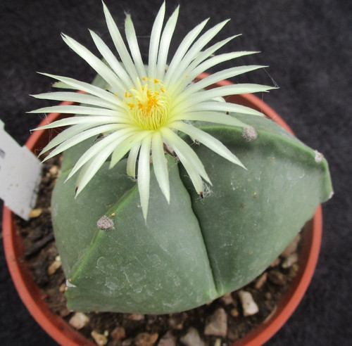Astrophytum myriostigma - astrophytum,