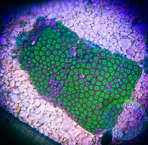 Saf in zoanthid - x,