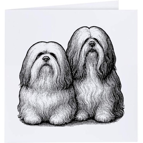Two lhasa apso dogs - apso, greeting