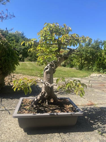 Potted bonsai tree korean - potted,