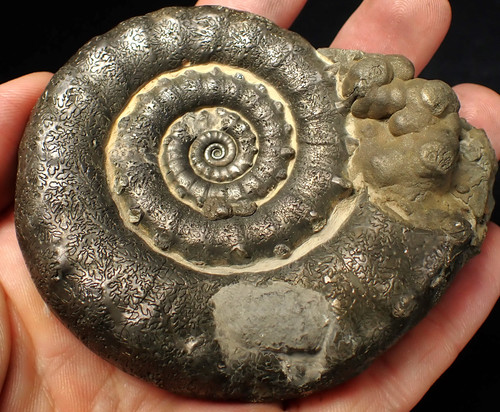 Large pyrite eteoderoceras - pyrite,