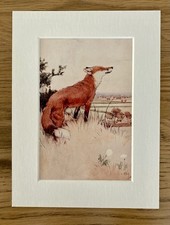 Fox Print By Cecil Aldin in a