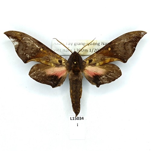 Sphingidae anambulyx elwesi - anambulyx,