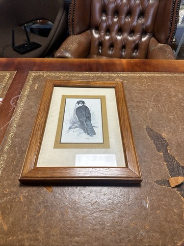 Peregrine falcon print - print, in