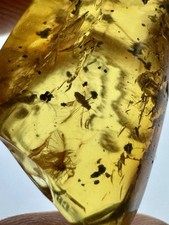 Baltic Amber Multiple Mosquito Inclusion. 100% Real, No Fakes. Uk Seller 🇬🇧