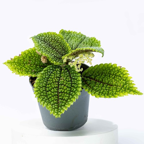 Pilea mollis moon - pilea,