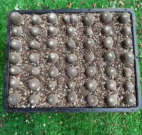 5cm pelecyphora - ,