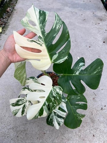 Monstera deliciosa albo highly - albo,