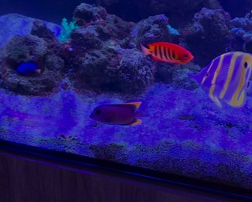 Tomini tang marine - , fish