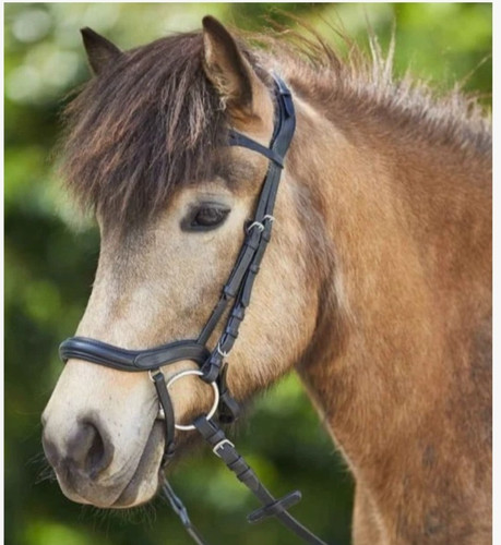 Horse bridle leather black - horse,