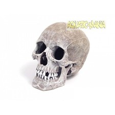 Rosewood  Human Skull Aquarium